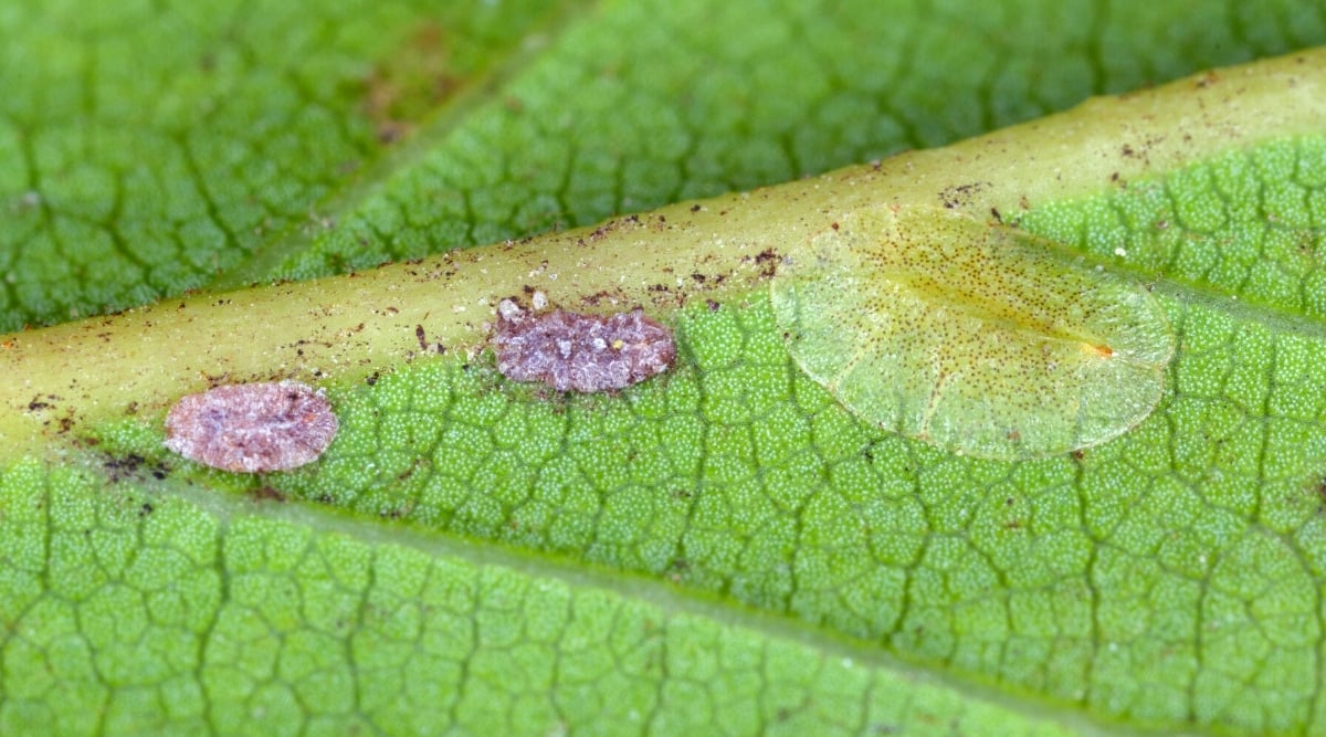 Close-up of scales on a succulent leaf