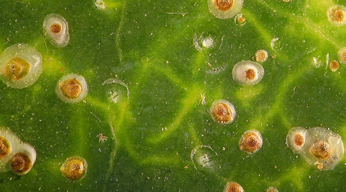 Close-up of scales on a bright green leaf.