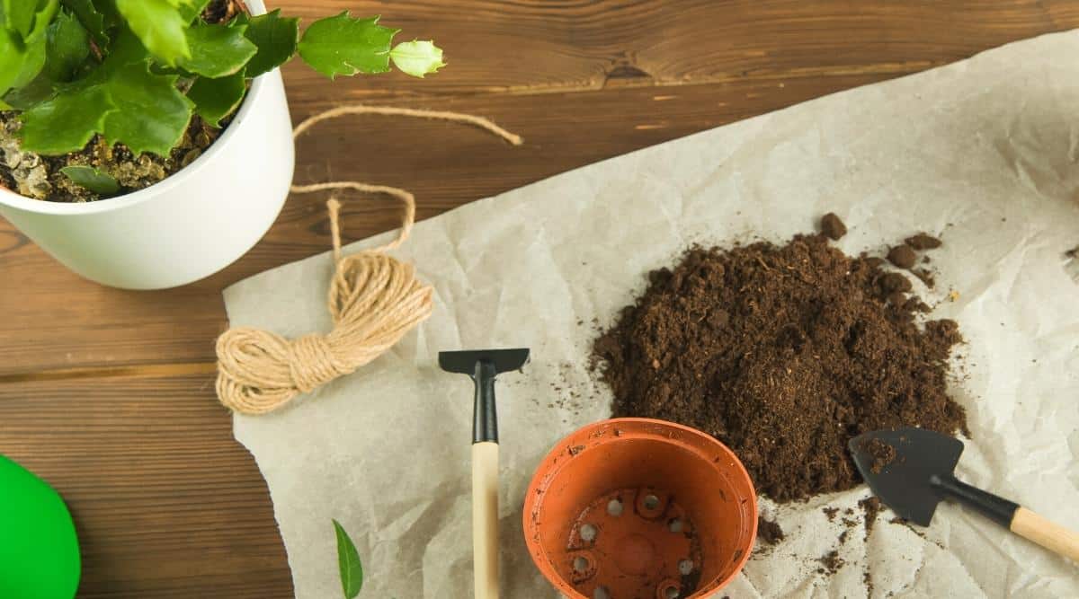 Schlumbergera cactus, gardening rake, pot, and soil are all sitting on a wood table. Much of the materials are sitting on a piece of burlap that's used to catch all the debris and prevent it from getting on the table.