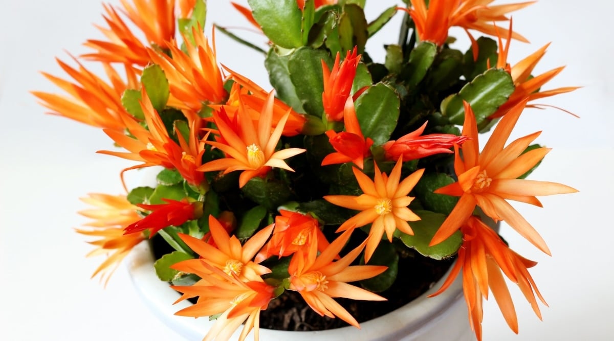 Close-up of a Schlumbergera gaertneri in front of a white background. The plant has long segmented stems, with soft brownish bristles between the segments and at the tips. Large, bright orange flowers with narrow and long petals.