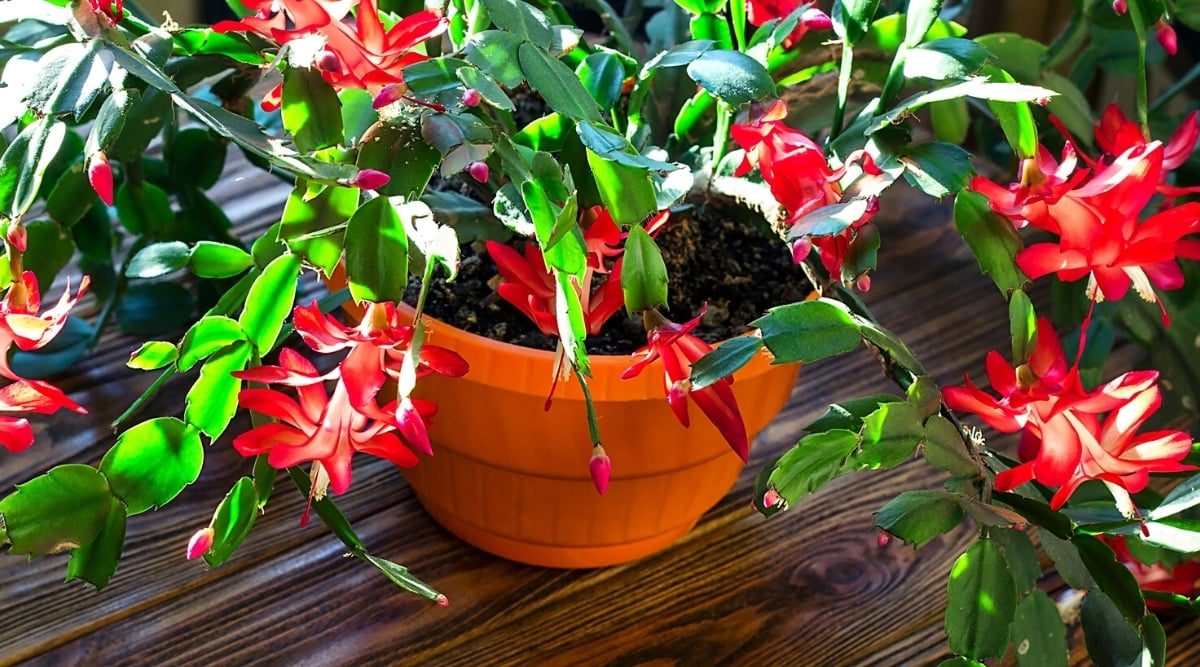 Close-up of a blooming Schlumbergera truncata in a terracotta large flower pot on a wooden table under a dappled sun.