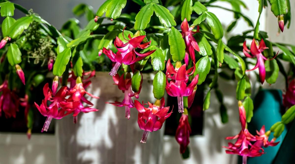 Schlumbergera x buckleyi