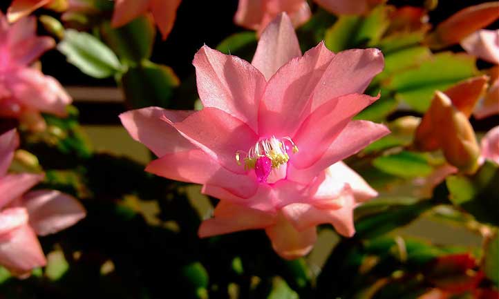 Schlumbergera