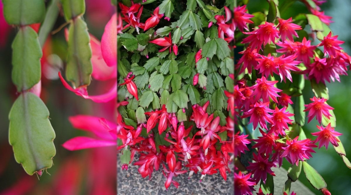 Seasonal Cacti in Bloom