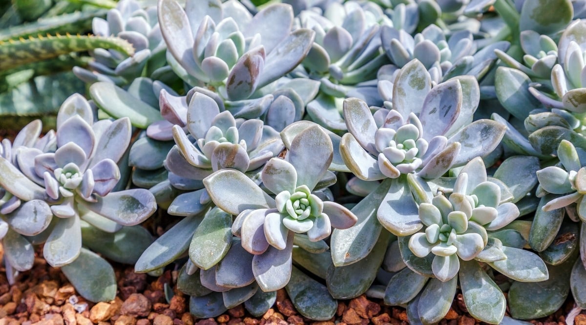 Lots of growing delicate Sedeveria ‘Lilac Mist’ succulents in a sunny garden. Plants have rosettes of plump, fleshy leaves that are greyish-green in color with a lilac blush.