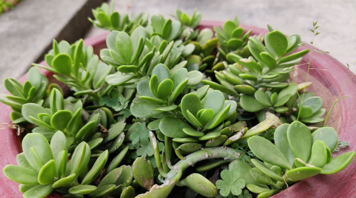 Album plants have tiny, rounded, olive-green leaves that form rosettes. Its green stems are thin and wiry. The plant is being grown in a round brown pot.