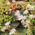 sedum-album-in-the-garden