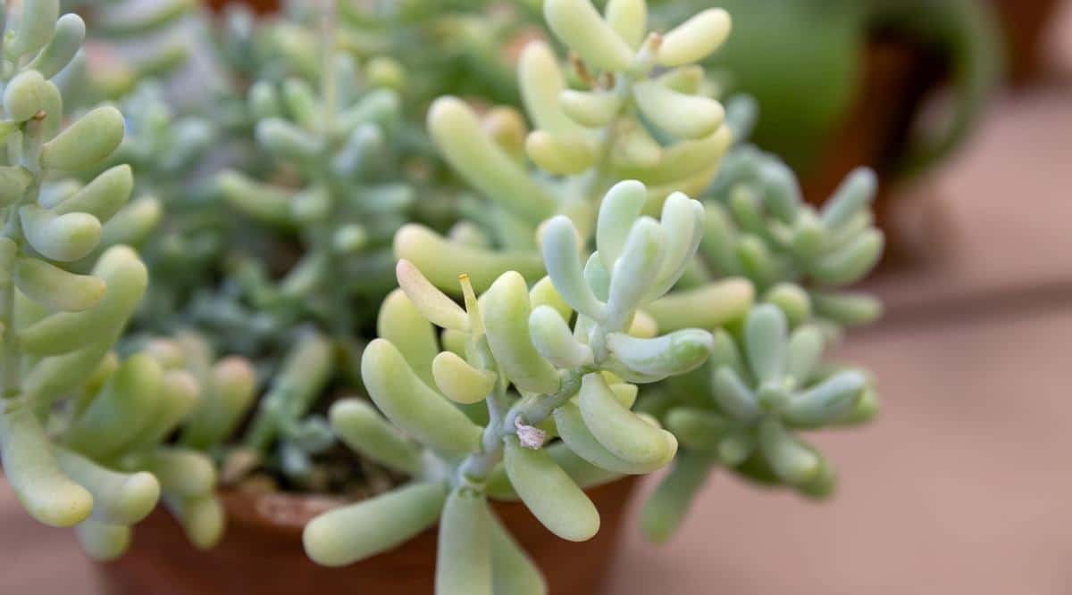 Sedum Plant Close up