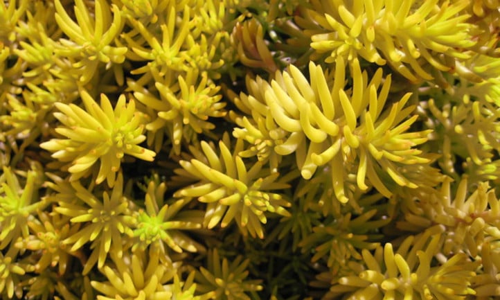 Sedum angelina