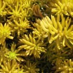 sedum-angelina