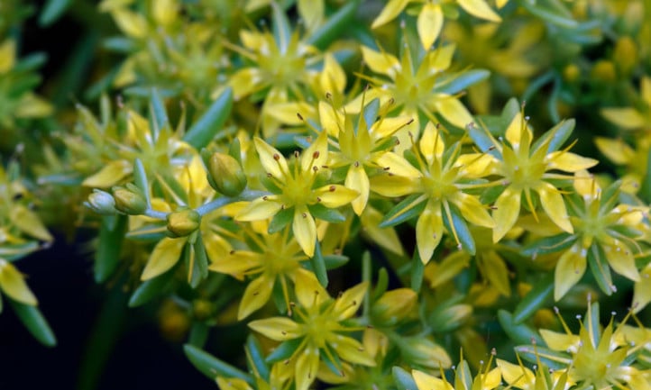 Sedum angelina flowers