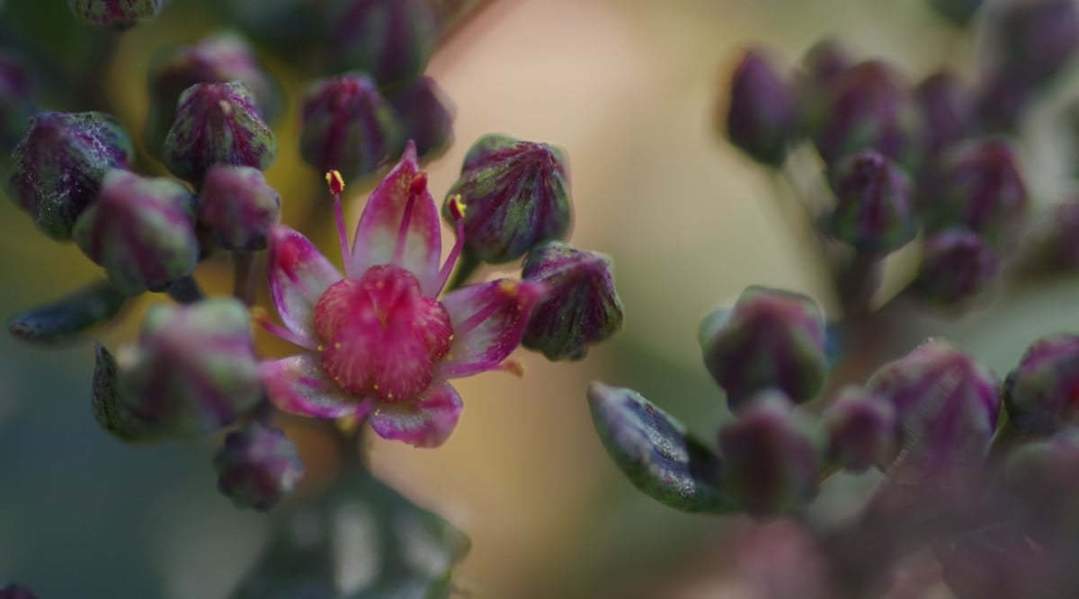 Close-up of Sedum 'Blue Elf' plant with stalks that support small, star-shaped pink flowers.