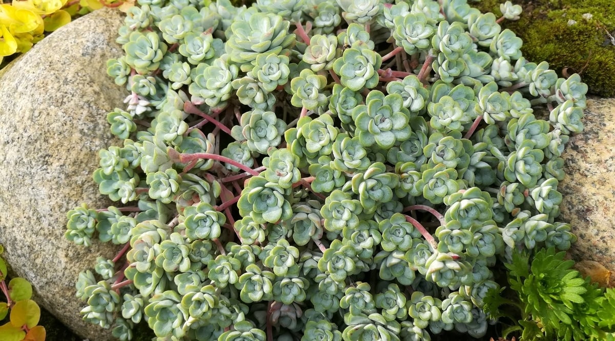 Sedum 'Cape Blanco'