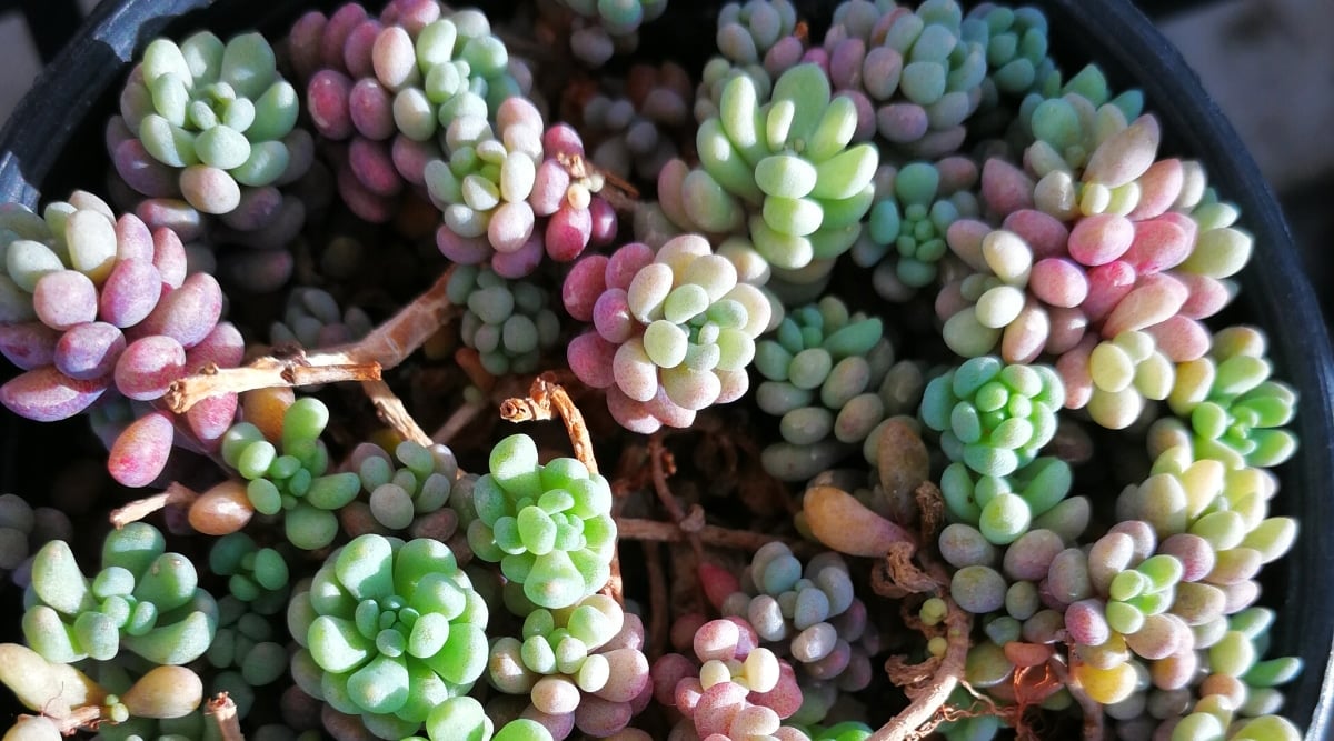 Top view, close-up of a Sedum dasyphyllum ‘Lilac Mound’ plant in a black plastic pot. The succulent forms long stems with densely spaced plump, fleshy, rounded leaves, bright green with a purple hue.