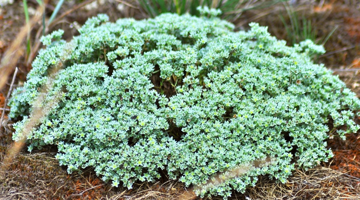 Close-up of Sedum stonecrop in the garden. This low-growing plant features dense mats or clusters of fleshy, blue-green leaves with a waxy coating.