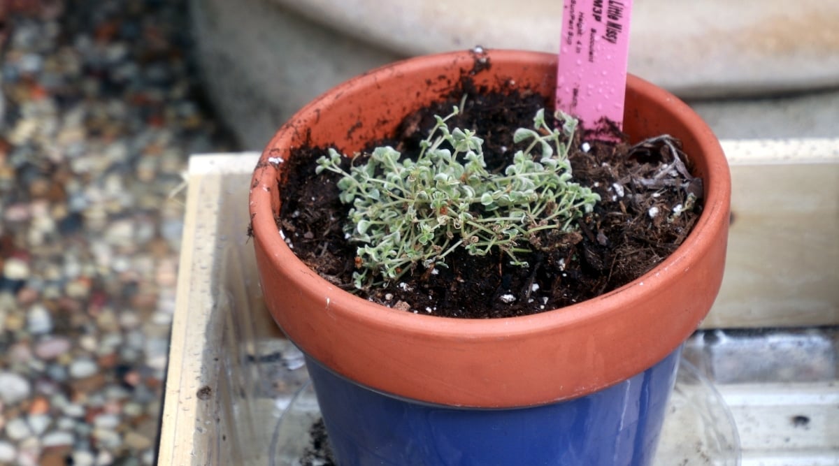 Sedum Little Missy Variety. Succulent grows in a terra cotta pot that is painted blue on the bottom. There is a pink tag on the plant that indicates the plant species.