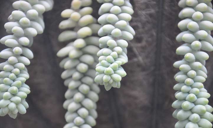 Sedum morganianum