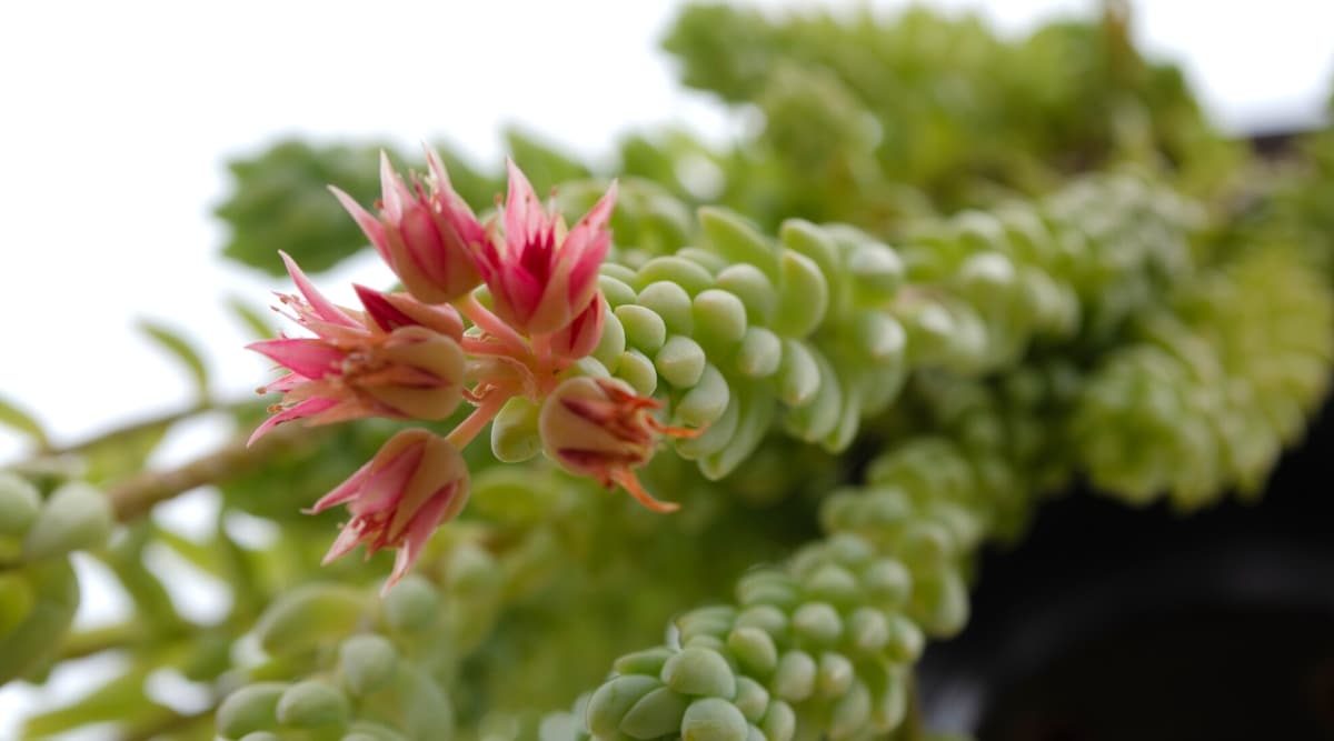 Bottom view, close-up of a blooming succulent Sedum Morganianum on a white blurred background. Clusters of star-shaped bright pink flowers form at the end of one stem.