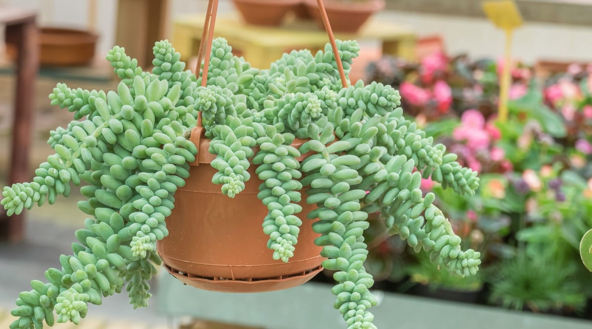 Close-up of Sedum morganianum against a blurred background. The plant features long, cascading stems densely covered with small, plump, blue-green leaves. These cylindrical leaves give the appearance of a thick, trailing braid or rope.