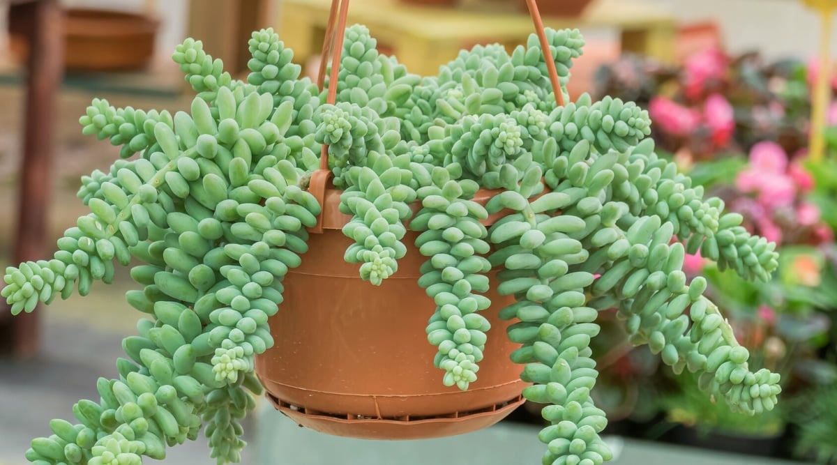 Close-up of a succulent in a hanging brown pot at a garden center. The succulent has drooping long stems made up of fleshy, blue-green, triangular-shaped leaves with rounded edges.