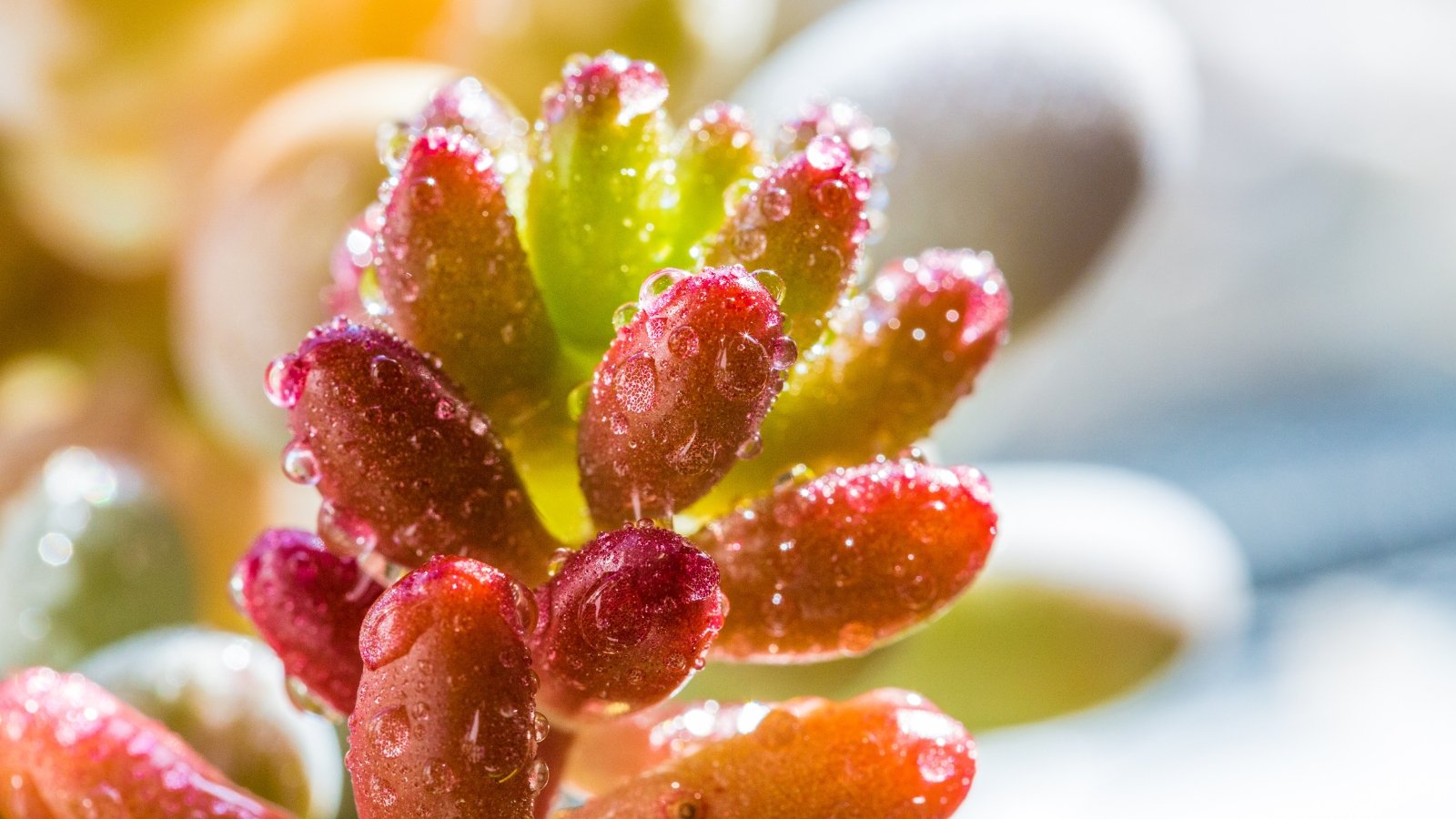 Close up of a cluster of small, plump, red and green oval shaped leaves covered in small dew drops.