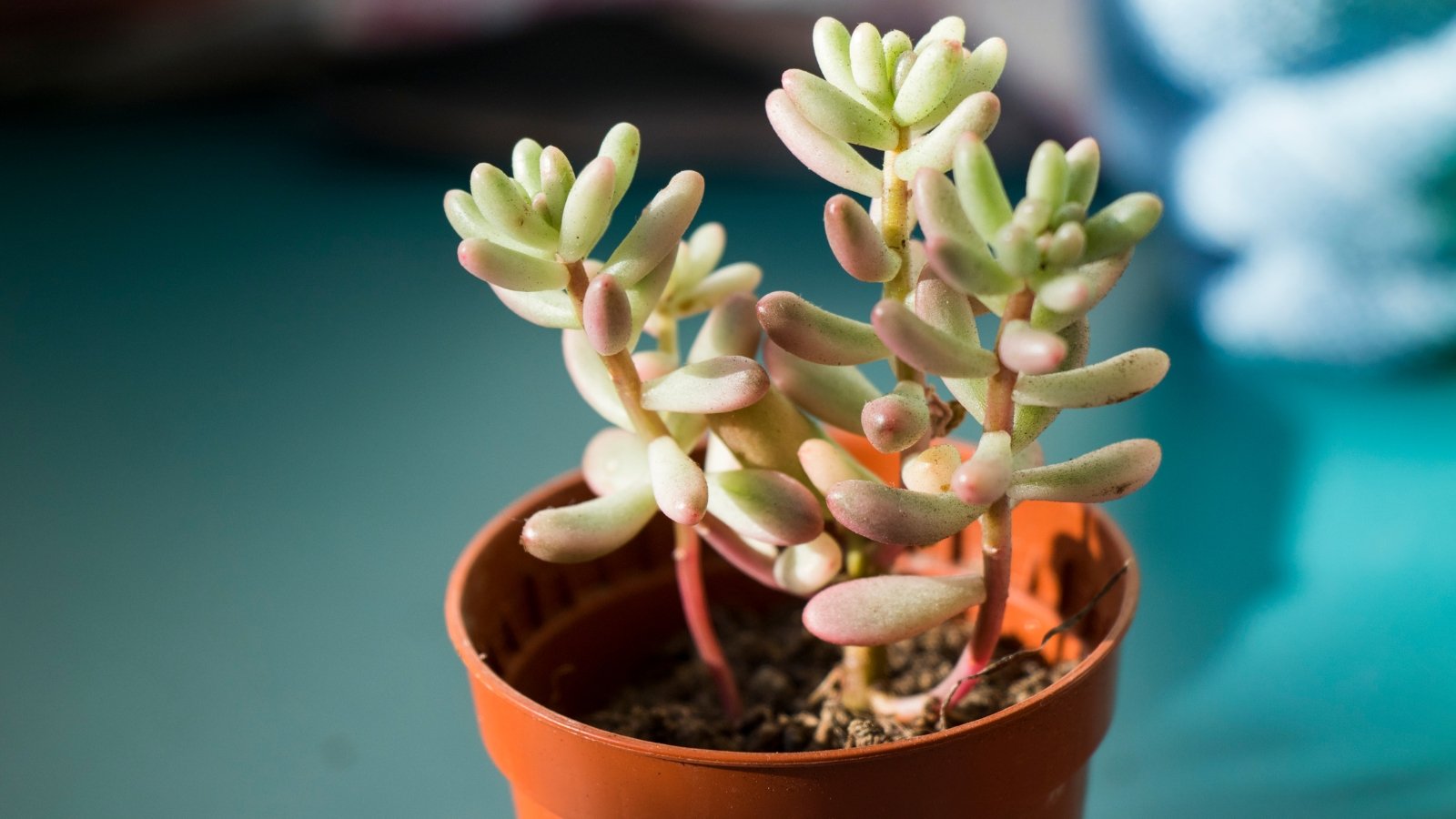 A small plant with light green and pink colors, featuring plump oval leaves, in a tiny orange container.