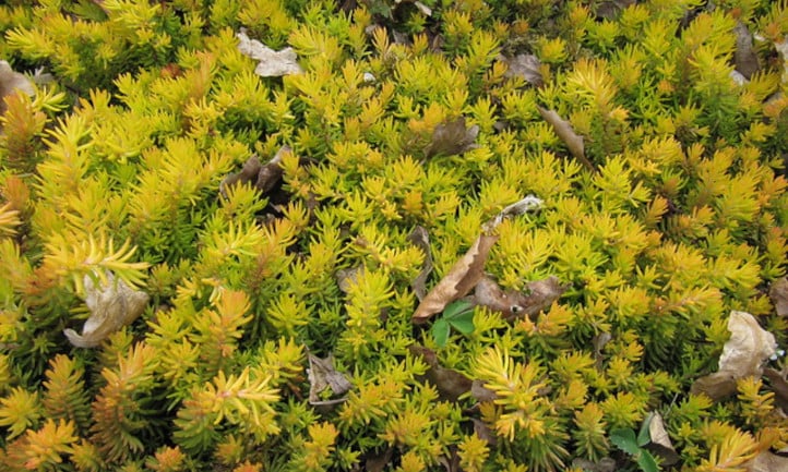 Sedum rupestre Angelina