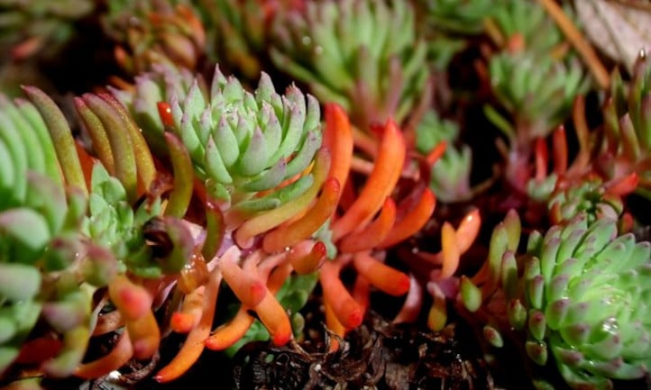 Sedum rupestre in autumn