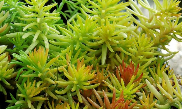 Sedum rupestre