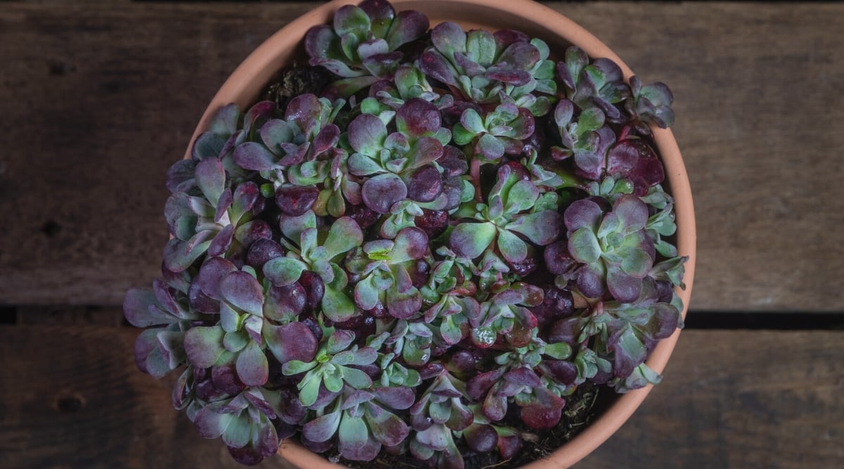 Top view, close-up of Sedum spathulifolium ‘Purpureum’ succulent in a clay pot on a wooden table. The succulent consists of rosettes of fleshy reddish-purple leaves with a grayish waxy coating.