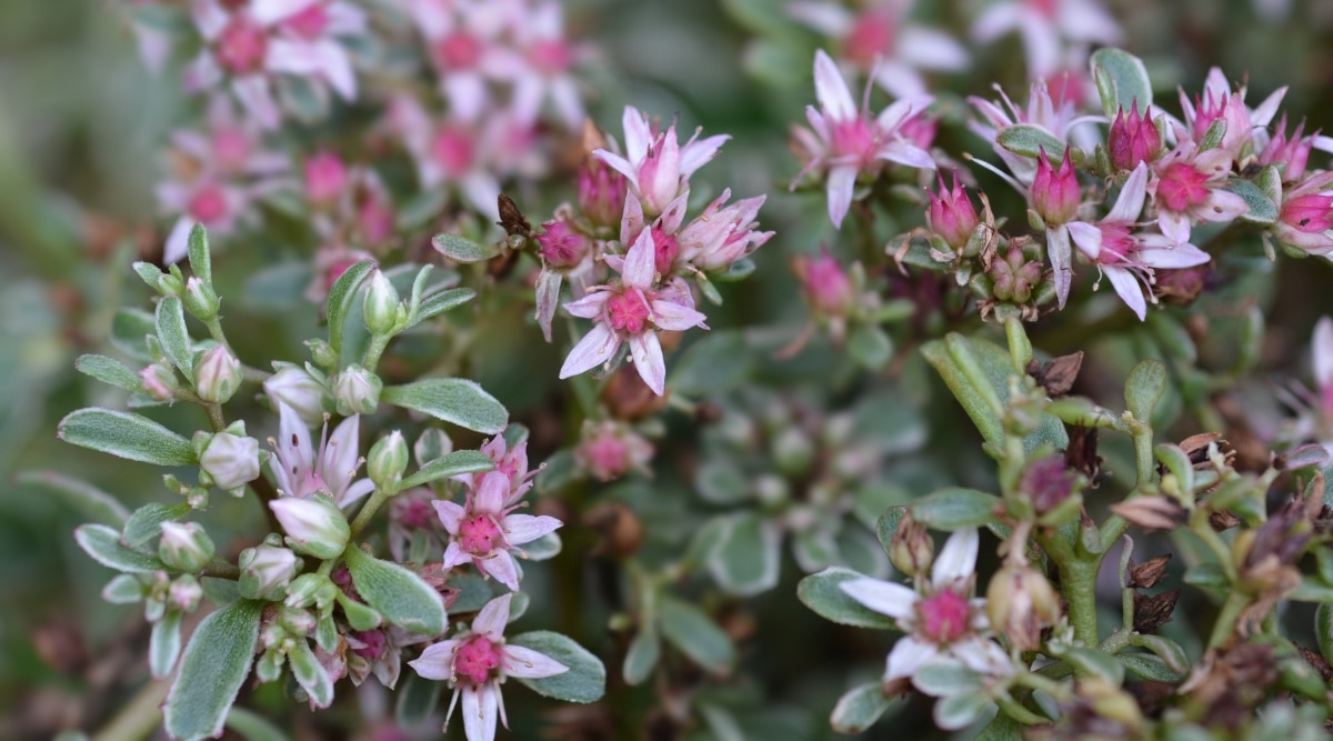 Close-up of Sedum 'Tricolor' with small, fleshy, triangular green leaves with pink margins. It produces star-shaped pink flowers on elongated stems in clusters.