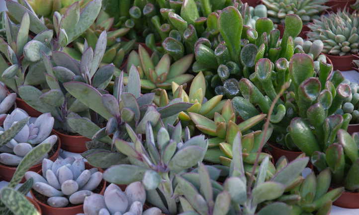 Selection of succulents