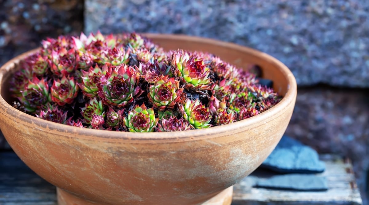 Liveforever Succulent with Green and Purple Leaves