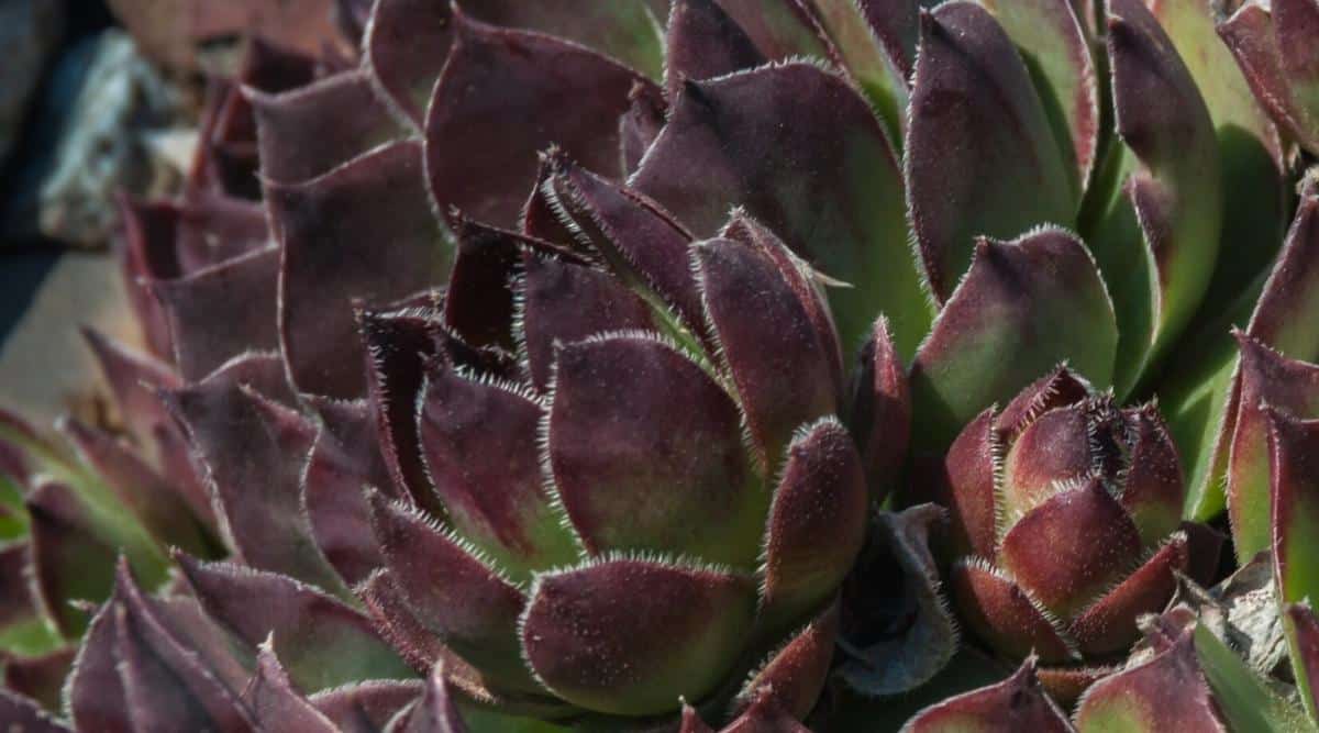 Close-up of Sempervivum 'Black' succulent leaves with a transition from green to dark purple.