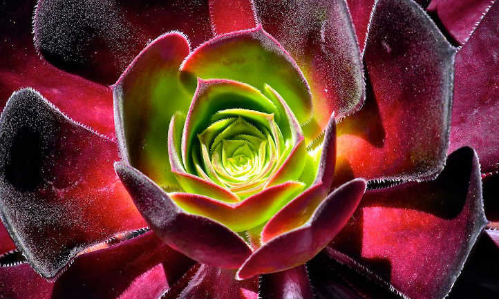 Sempervivum Black