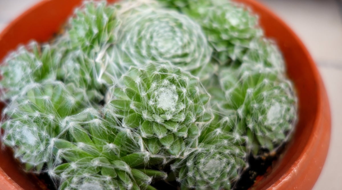 Potted Sempervivum 'Cebenese' with small, fleshy, pointed green leaves. The rosettes form a compact cluster covered with a thick white 'cobweb'.