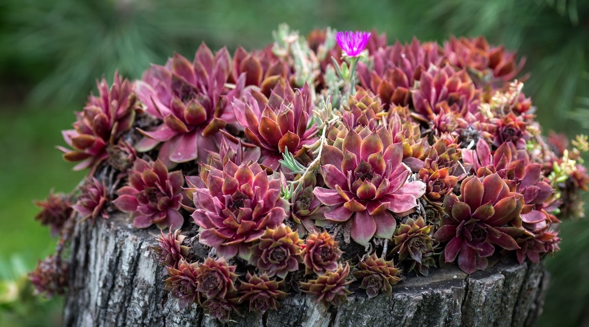 Sempervivum 'Corsair' exhibits fleshy, pointed red leaves organized in a compact rosette. These plants feature elongated, slender stems ascending above the rosette, culminating in petite, star-shaped pink flowers. They thrive on a rough-cut tree with a grayish hue.