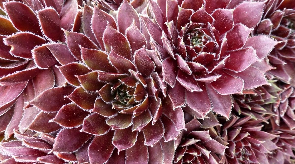 Top view, close-up of three Sempervivum ‘Chocolate Kiss’ succulents against a backdrop of densely overgrown succulents. Plants form rosettes of massive, oval, elongated leaves with sharp tips of chocolate-burgundy color. The leaves are also covered with fluffy, white hairs.