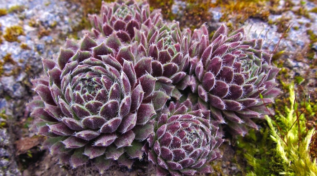 Overhead close-up view of five hens and chicks (Sempervivum ‘Cinnamon Starburst’) succulents planted tightly together on a rocky surface. The rosettes of the plant are quite large, densely placed purple-brown, fleshy leaves with greenish elements. The leaves are covered with cotton webs at the tips.