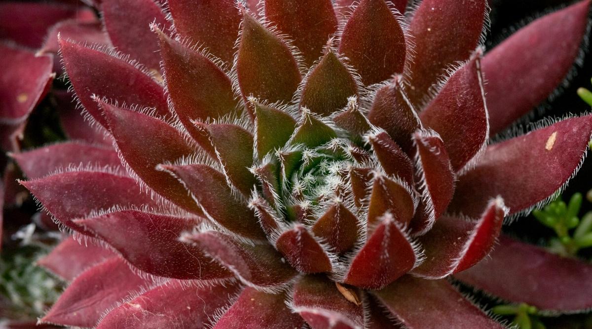 Close-up of bright red hens and chicks (Sempervivum ‘Cosmic Candy’). The dense rosette consists of fleshy, deep purple leaves with contrasting cobwebs that add extraordinary interest to the plant. In the center of the plant, the leaves are densely arranged and have a greenish tint.