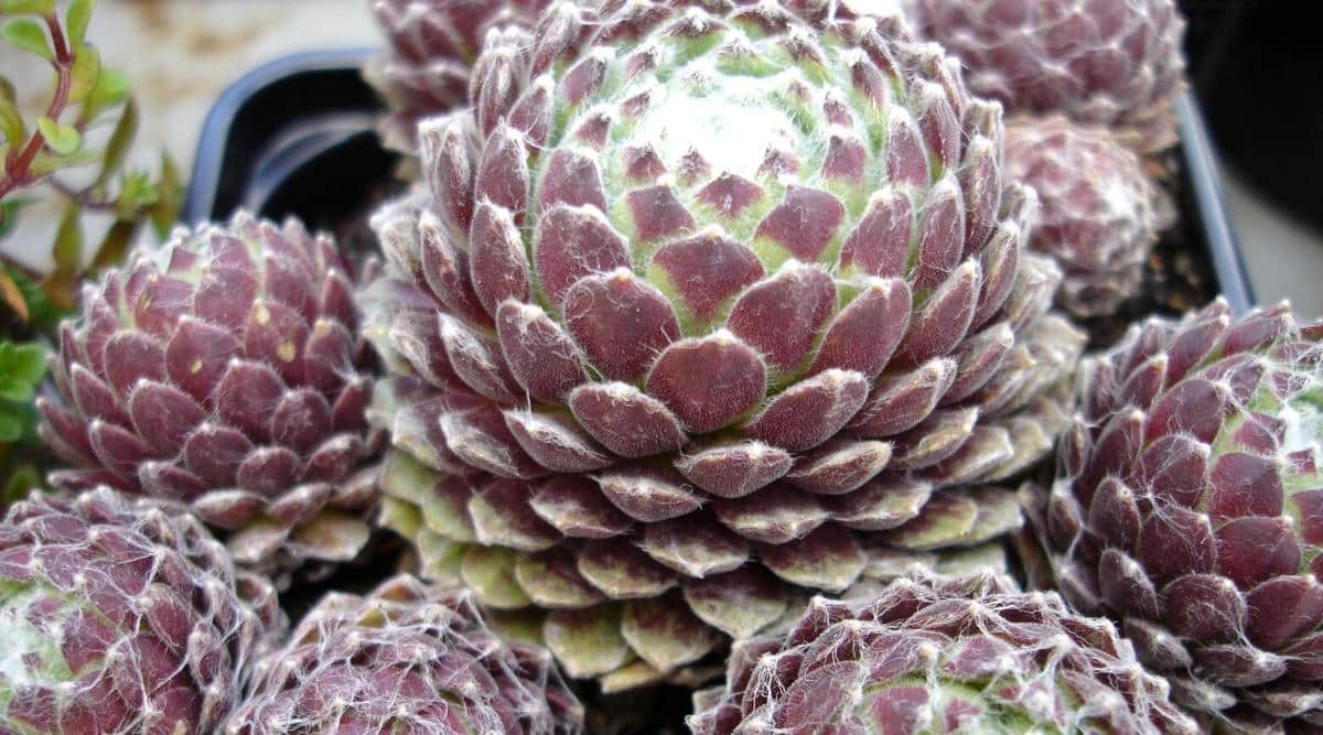 Close-up of growing hens and chicks 'Cotton Candy' succulents in a black plastic flower pot. The plant forms attractive clumps with a heavy webbing that contrasts with the beautiful green and red leaves. The leaves are fleshy, compact, with sharp tips, covered with white cobweb-like hairs.