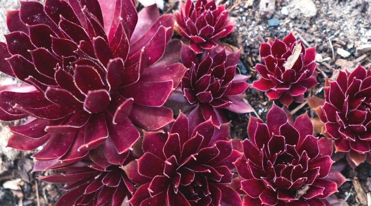 Close-up of many dark burgundy Sempervivum 'Fashion Diva' succulents growing on rocky ground. Dense rosettes consist of elongated, oval, large leaves with sharp tips pointing upwards.