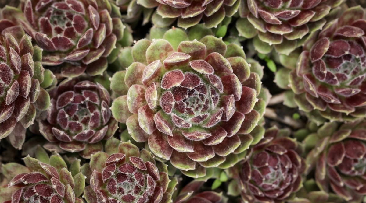 Top view of Sempervivum ‘Raspberry Ice’ succulents, featuring large rosettes with green and purple-pink hues.