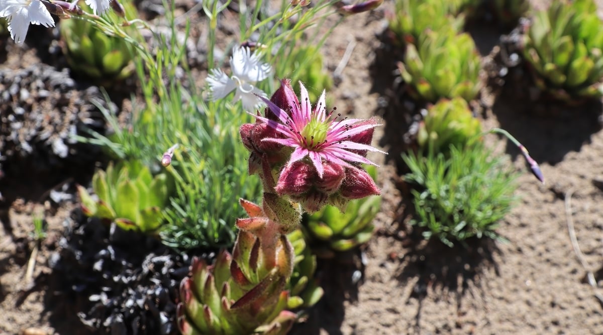 Sempervivum flowring in the garden with a pink blossom. The bloom is tall and vivid, and the center part of the blossom has yellow stamens, There are many small succulents planted around the primary plant in the garden.