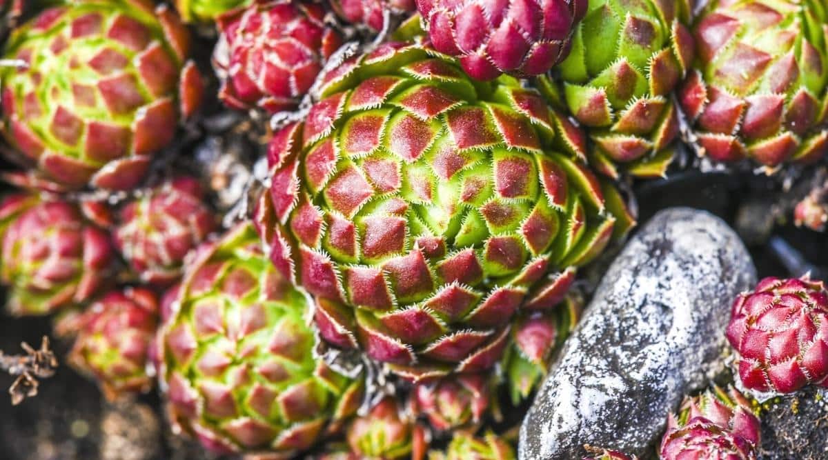 Overhead view of Sempervivum globiferum ssp. hirtum 'Hedgehog' succulents on a rocky surface. Rosettes have sharp green leaves with red tips.