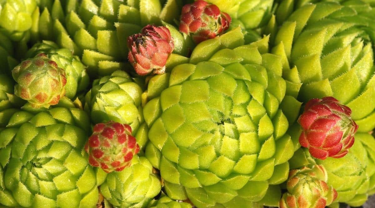 Top view of Sempervivum globiferum ssp. allionii succulents with bright green leaves. Some display red tips.