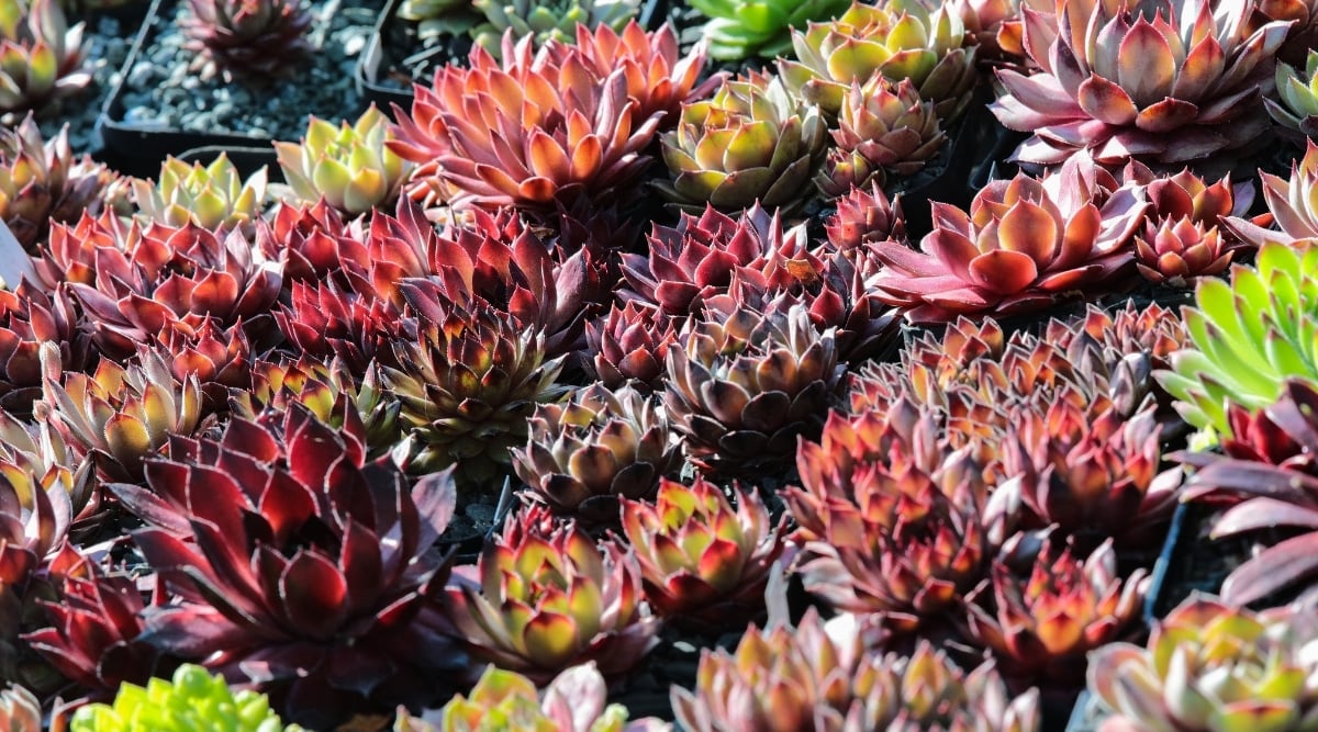 Sempervivum growing in garden with red and green succulent rosettes. The plants are close together and growing in bunches.