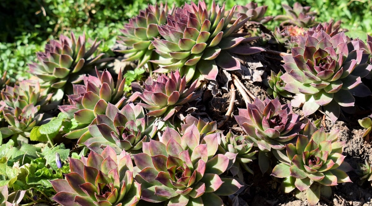 Lots of growing rosettes of succulent Sempervivum heuffelii ‘Bermuda’ in a sunny garden. Large, dense rosettes of fleshy, pale green leaves with purple tips.