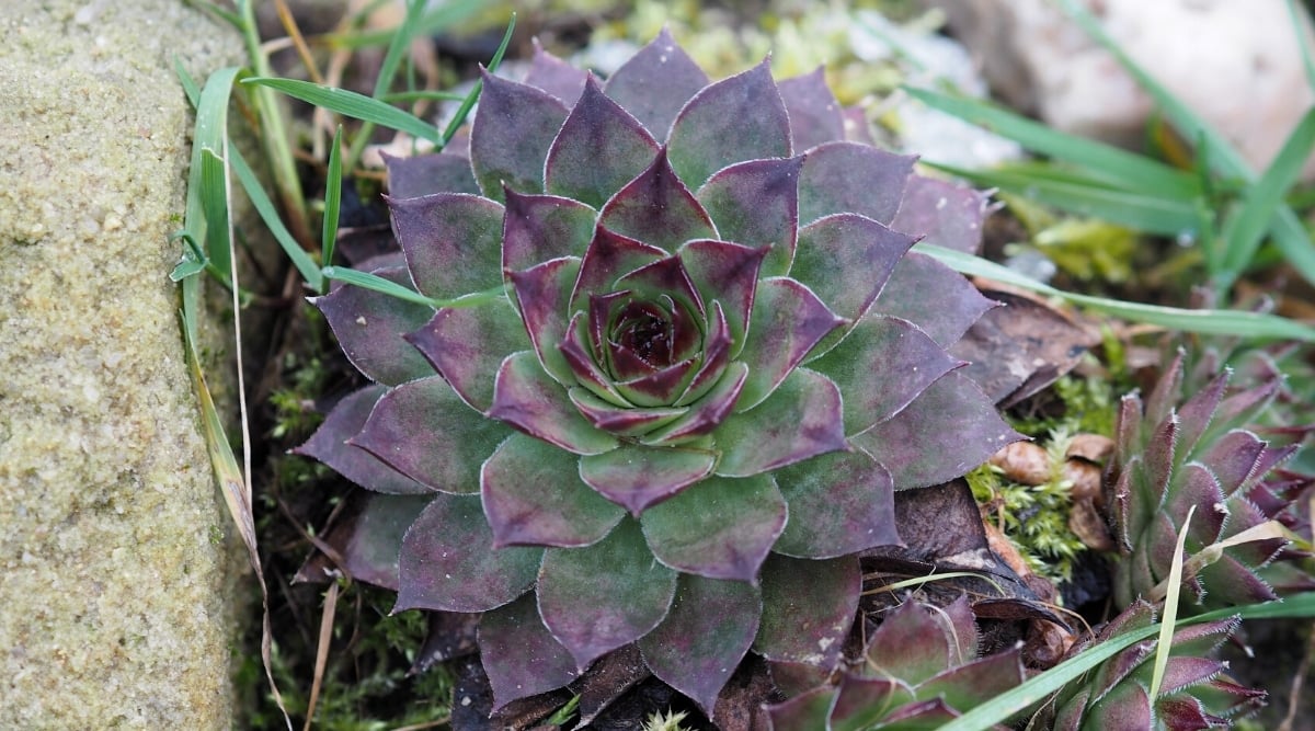 Close-up of Sempervivum heuffelii 'Bora' in the garden. A large rosette consists of fleshy leaves with pointed ends, and a bright green heart turning into a deep purple.