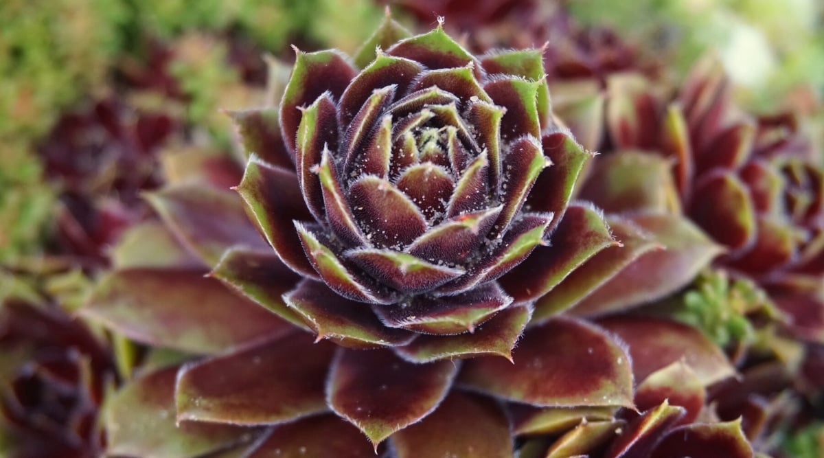 Close-up of Sempervivum heuffelii 'Hot Lips' against a blurred background. Dense, large rosette of fleshy, flat, oblong leaves of reddish-purple color with a pale green edging.